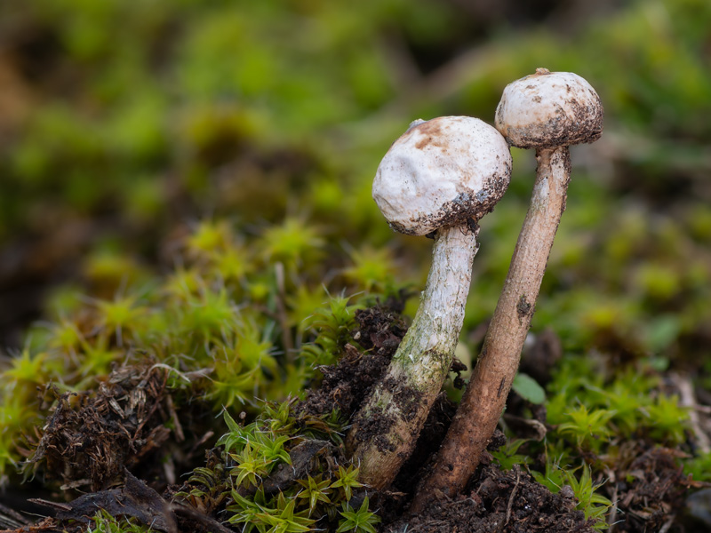 Tulostoma brumale